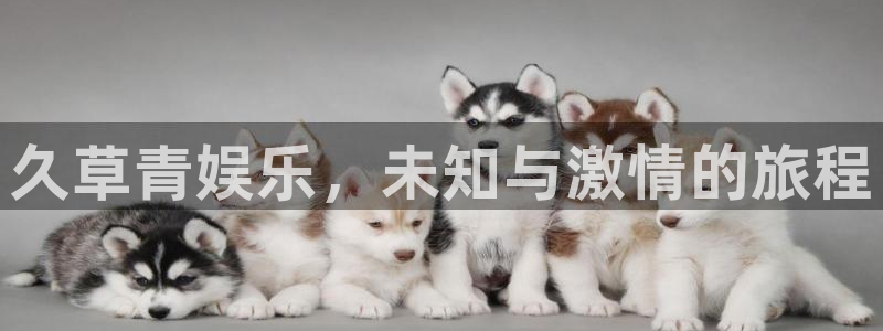 焦点娱乐招商：久草青娱乐，未知与激情的旅程
