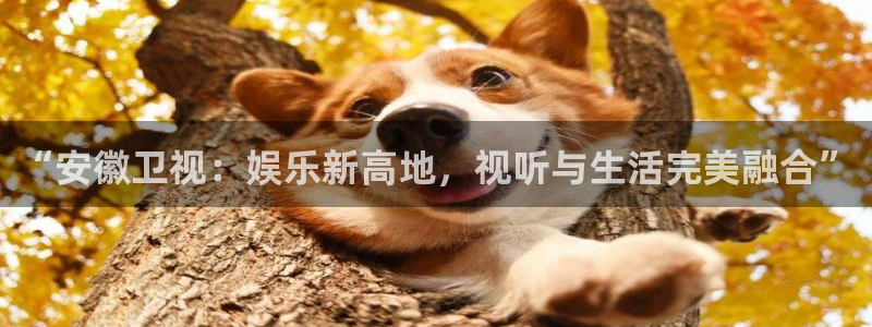 焦点娱乐pg：“安徽卫视：娱乐新高地，视听与生活完美融合”